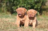 DOGUE DE BORDEAUX 443